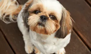 Ile powinien jeść szczeniak shih tzu, aby uniknąć problemów zdrowotnych?