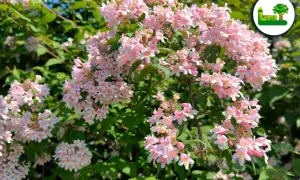 Zarte rosa Blüten der Kolkwitzie, bereit für den Rückschnitt.
