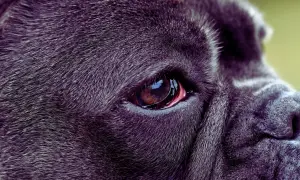 Zbliżenie na oko psa rasy Cane Corso. Widoczna jest błona migawkowa, czyli trzecia powieka, lekko zaczerwieniona.