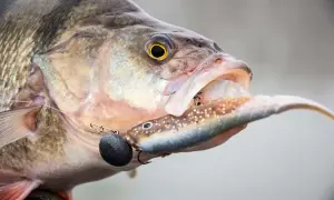 Ein großer Barsch schnappt nach einem Köder. Erfolgreiches Barschangeln im Winter, die Beute ist im Maul.