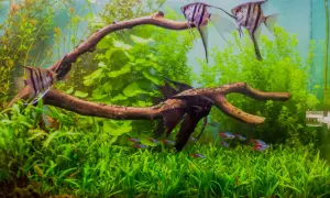 Skalary w akwarium z bogatą roślinnością i neonkami. Wymagania skalara to duży zbiornik i czysta woda.