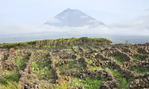 Kamienne mury winnic na Azorach, przygotowanie do wejścia na najwyższy szczyt Azorów, Mount Pico.