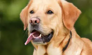Uśmiechnięty, złoty labrador z wystawionym językiem. Zastanawiasz się, ile powinien jeść dorosły labrador?