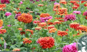Ein bunter Teppich aus Zinnien in verschiedenen Rottönen, Orange und Pink. Der ideale zinnien standort für diese leuchtenden Sommerblumen.