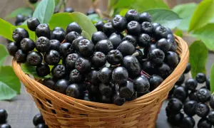 Koszyk pełen dojrzałych, czarnych owoców aronii z zielonymi liśćmi w tle.
