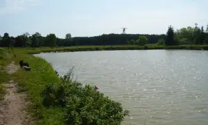 Spokojne łowisko ryb Stare Bosewo z piaszczystą ścieżką, ławką i bujną zielenią.