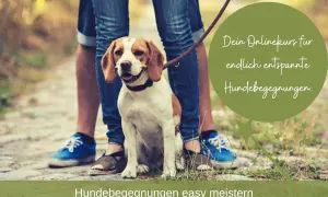 Ein Beagle sitzt entspannt neben seinem Menschen. Der Text verspricht einen Onlinekurs für entspannte Hundebegegnungen.