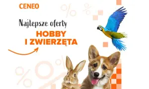 Ile kosztuje klatka dla papugi? Ceny, które zaskoczą każdego właściciela