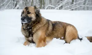 Duży, kudłaty pies rasy leonberger leży w śniegu. Zastanawiasz się nad leonberger cena?