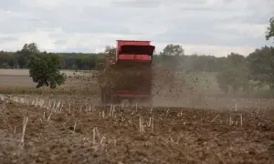 Czerwony rozrzutnik rozsypuje obornik na polu, przygotowując ziemię do nowego sezonu.