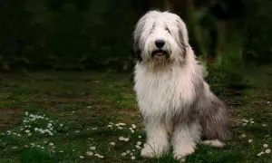 Siedzący owczarek angielski z długą, puszystą sierścią, otoczony zielenią i stokrotkami.