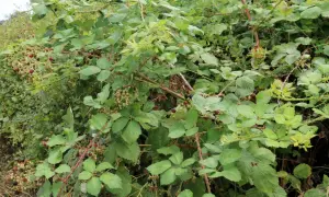 Dichte Brombeersträucher mit reifen und unreifen Beeren. Vorsicht beim Brombeeren entfernen, die Dornen sind spitz!