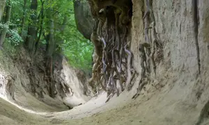 Wąwóz korzeniowy dół, gdzie splątane korzenie drzew tworzą naturalne rzeźby na piaszczystych ścianach.