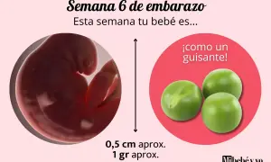 A las 6 semanas de embarazo, tu bebé es como un guisante, midiendo 0,5 cm y pesando 1 gramo.