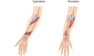 Illustration zeigt die Bewegungen Pronation und Supination des Unterarms mit Muskeln und Knochen.