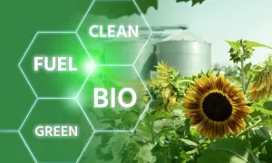 Solrosor vid silos, med texten "Clean Fuel Bio Green". Även om biodiesel kan verka miljövänligt, finns det nackdelar att beakta.