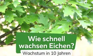 Grüne Eichenblätter im Fokus. Text: "Wie schnell wachsen Eichen? Wachstum in 10 Jahren". Ein Blick auf das eiche wachstum pro jahr.