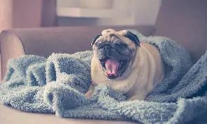 Śpiący mops zwinięty w kocyk, ziewający tak szeroko, że aż słychać, jak pies chrapie.