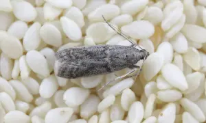 Un papillon de farine gris, aux ailes tachetées, se repose sur un lit de graines de sésame blanches.