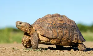 Żółw lądowy domowy, z charakterystycznym pancerzem, maszeruje po piaszczystej drodze.