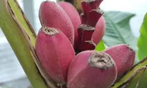 Jak kwitnie banan? Odkryj sekrety kwitnienia i owocowania