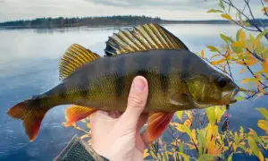 Ein Angler hält einen prächtigen Flussbarsch vor einem ruhigen See und Herbstlaub.