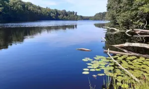 Spokojne jezioro w Kaszubskim Parku Krajobrazowym, otoczone lasem. Na wodzie unoszą się lilie wodne i powalone drzewa.