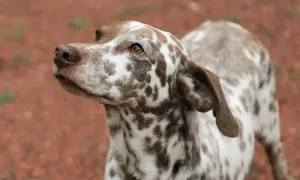 Ein Australian Shepherd Dalmatiner Mix mit braunen Flecken auf weißem Fell blickt neugierig zur Seite.