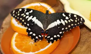 Czarny motyl z białymi plamkami na pomarańczach. Odpoczynek w motylarni Jastrzębia Góra.