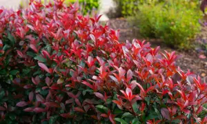 Leuchtend rote Blätter auf einer schnellwachsenden Hecke, die sich im Garten ausbreitet.