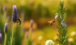 Dos abejas visitan flores de lavanda y romero. Un ejemplo perfecto de como atraer abejas a tu jardín.