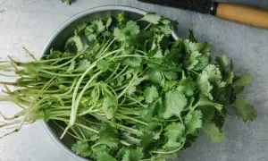 En skål med färsk koriander, redo för ett läckert koriander recept. En kniv ligger bredvid.