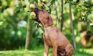 Brauner Hund mit gelbem Halsband beißt in einen Apfel, der von einem Baum hängt.