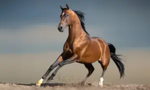 Piękny, kary koń arabski galopuje, wzbijając kurz. Jego sylwetka jest smukła i pełna gracji.