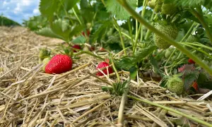 Reife und grüne Erdbeeren auf Stroh. Die sorgfältige Pflege der Erdbeerpflanzen sorgt für eine reiche Ernte.