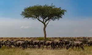 Stado gnu na sawannie w Kenii podczas pory suchej, pod samotnym drzewem akacjowym.