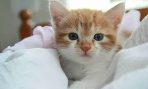 Un gatito naranja y blanco, con grandes ojos azules, se asoma entre mantas. ¿Cuanto duerme un gato de 3 meses? ¡Mucho!