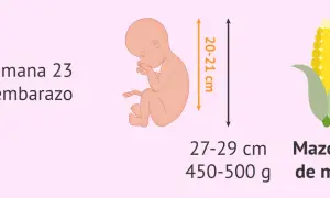 Bebé en semana 23 de embarazo, mide 20-21 cm y pesa 450-500g, como una mazorca de maíz.