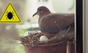 Skuteczne sposoby na pozbycie się obrzeżka gołębiego w domu
