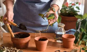 Hände pflanzen einen Steckling mit Wurzeln in einen Topf. Vegetative Vermehrung für neue Pflanzen.