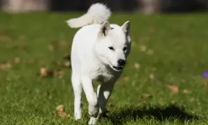 Biały pies rasy hokkaido biegnie po trawie, z ogonem zakręconym nad grzbietem.