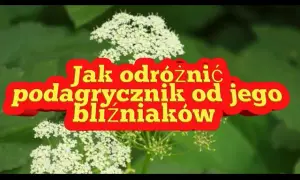 Jak odróżnić podagrycznik? Kluczowe różnice i zdjęcia