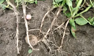 Ziemniaki z objawami rizoktoniozy ziemniaka. Widoczne uszkodzenia łodyg i korzeni, niektóre bulwy są zainfekowane.