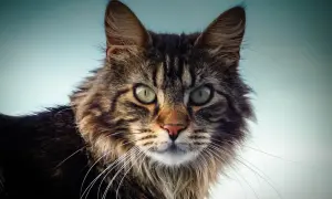 Maine Coon czy uczula? Prawda o alergiach i kotach tej rasy