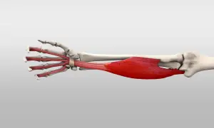 Der **flexor digitorum superficialis**-Muskel, rot dargestellt, verläuft vom Unterarm zu den Fingern und ermöglicht deren Beugung.