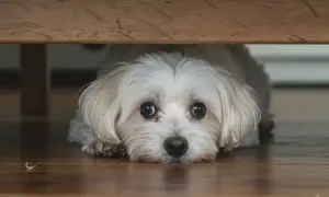 Ein kleiner, weißer, schreckhafter Hund kauert unter einem Holztisch. Seine großen, dunklen Augen blicken ängstlich hervor.
