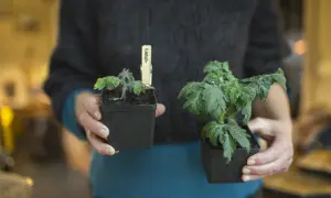 Person håller två tomatplantor. Den ena tomatplantan har friska, gröna blad, medan den andra har tomatblad som krullar sig och ser lite trötta ut.