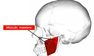Dolor de masetero: Alivia la tensión mandibular y el bruxismo