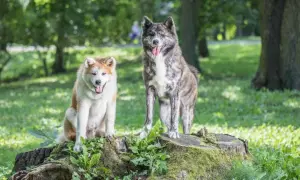 Akita Inu ile żyje? Odkryj tajemnice długowieczności tej rasy