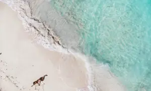 Pies na plaży rysuje serce, idealne miejsce na wycieczkę na Bahamy.